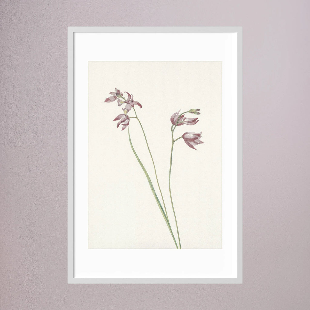 Pink Wildflower Botanical Study Vintage Wall Art Print White Wood White