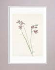 Pink Wildflower Botanical Study Vintage Wall Art Print White Wood White