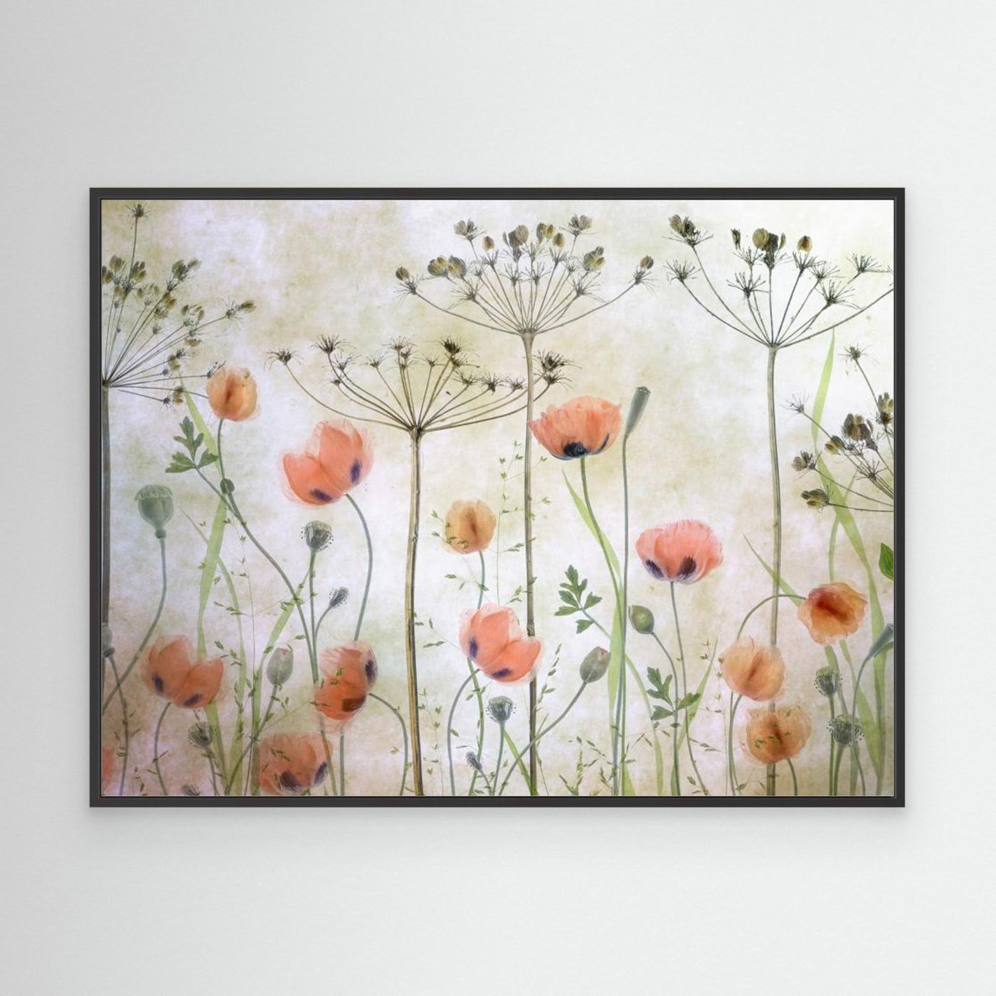 Poppy Meadow by Mandy Disher