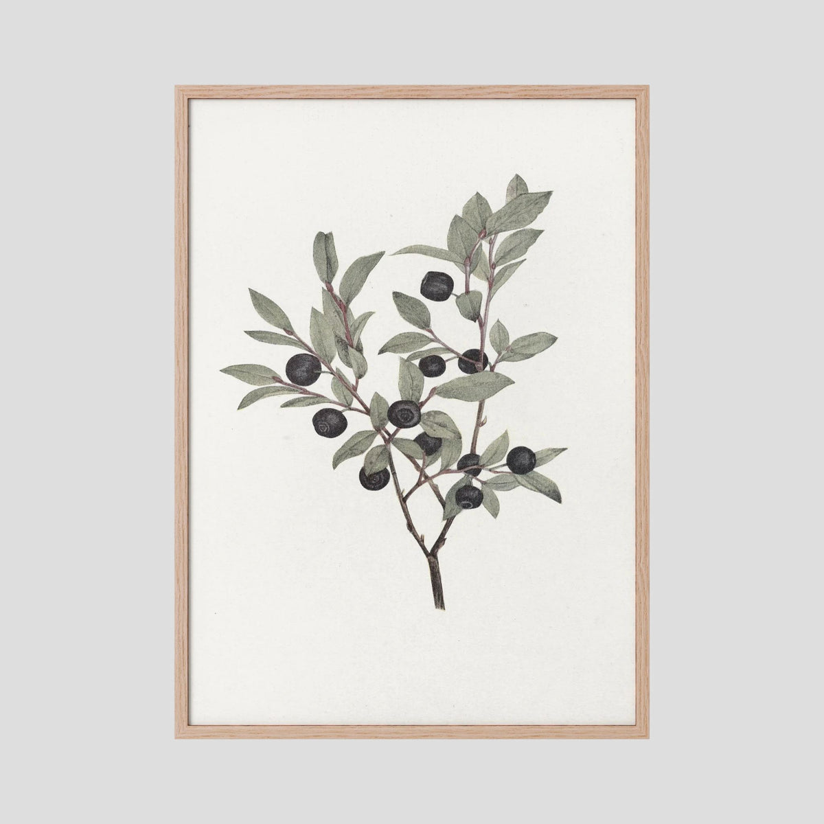 Olive Branch Botanical Study Vintage Wall Art Print Oak Nature No border