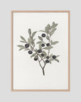 Olive Branch Botanical Study Vintage Wall Art Print Oak Nature No border