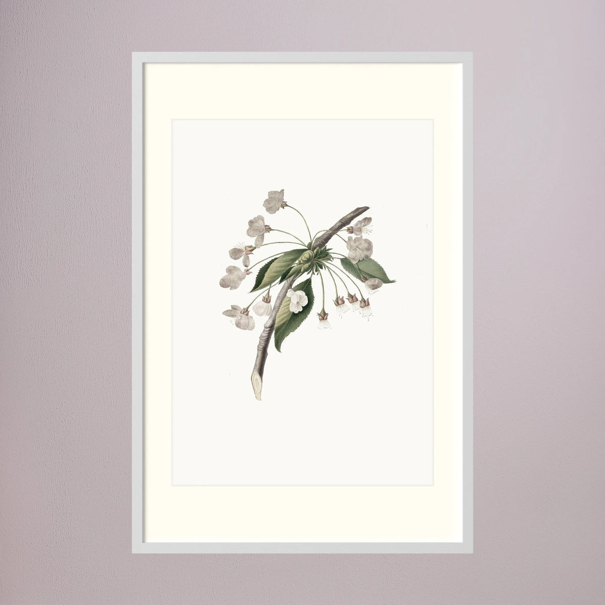 Delicate White Botanical Study Vintage Wall Art Print White Wood Freja
