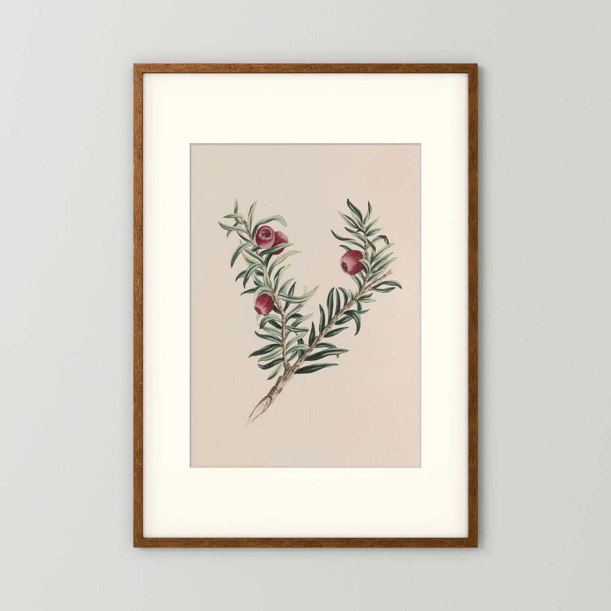 Vintage Red Berry Botanical Art Print