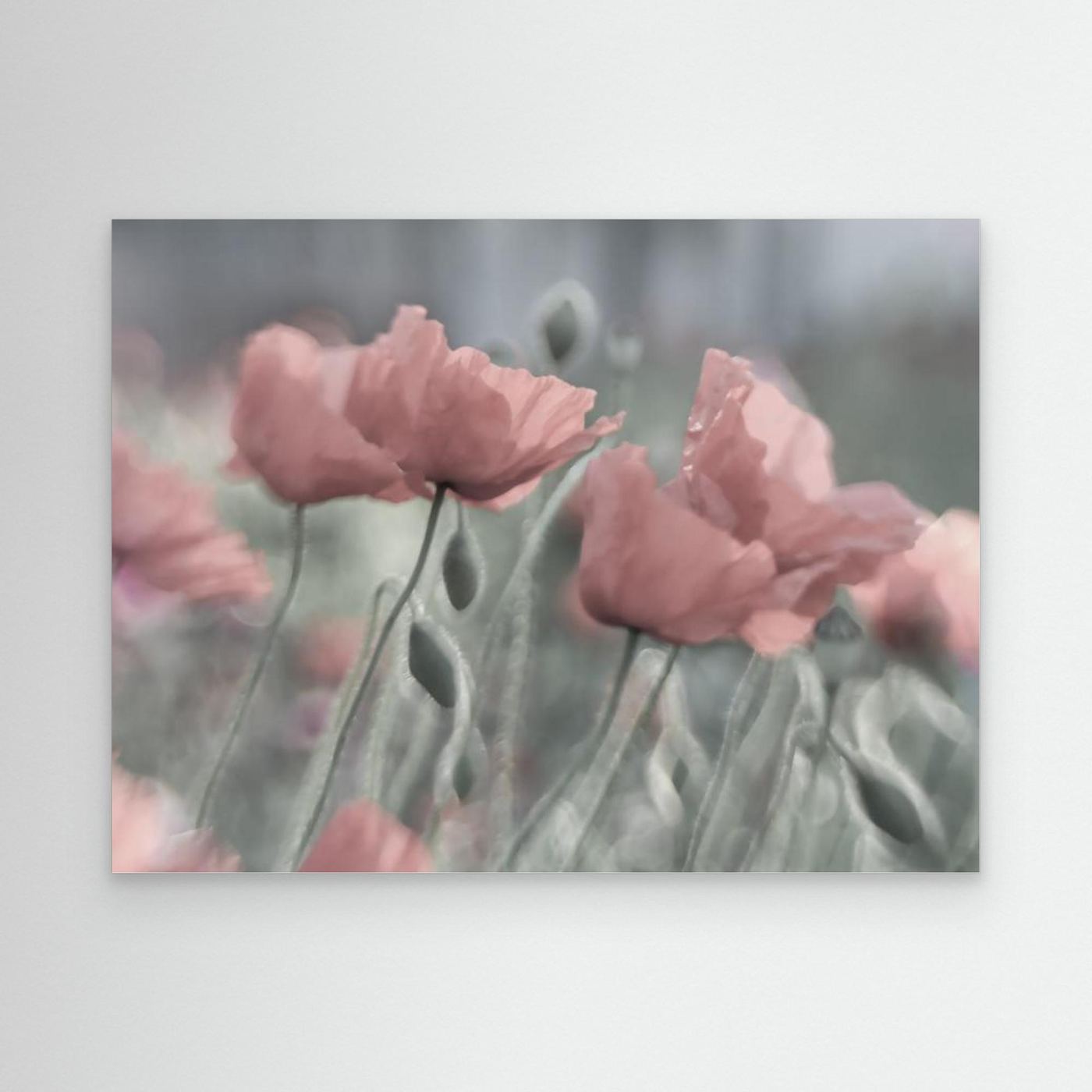 Softly by Anne Worner