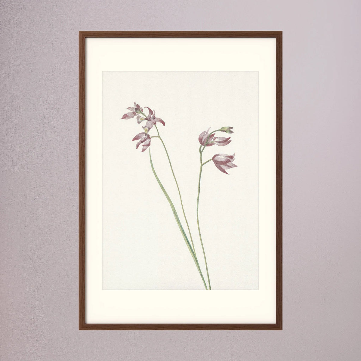 Pink Wildflower Botanical Study Vintage Wall Art Print Oak Dark Freja