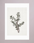 Green Berry Botanical Study Vintage Wall Art Print
