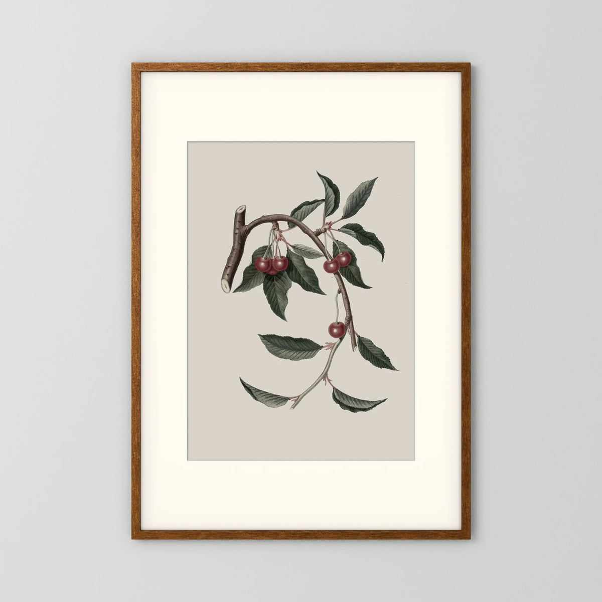 Vintage Cherry Botanical Art Print