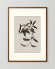 Vintage Cherry Botanical Art Print
