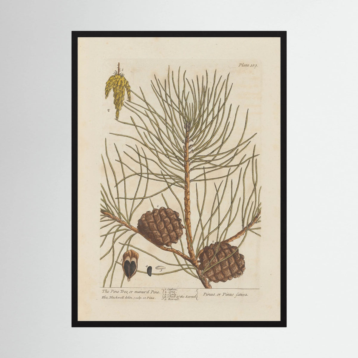 Vintage Pine Cone Botanical Art Print