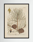 Vintage Pine Cone Botanical Art Print