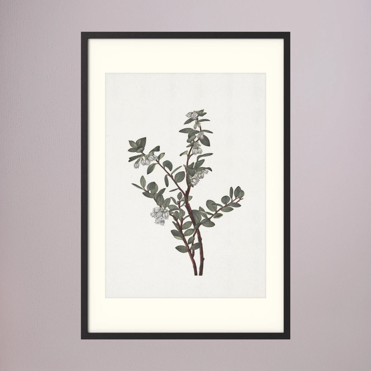 Green Berry Botanical Study Vintage Wall Art Print