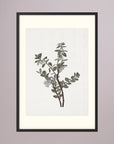 Green Berry Botanical Study Vintage Wall Art Print