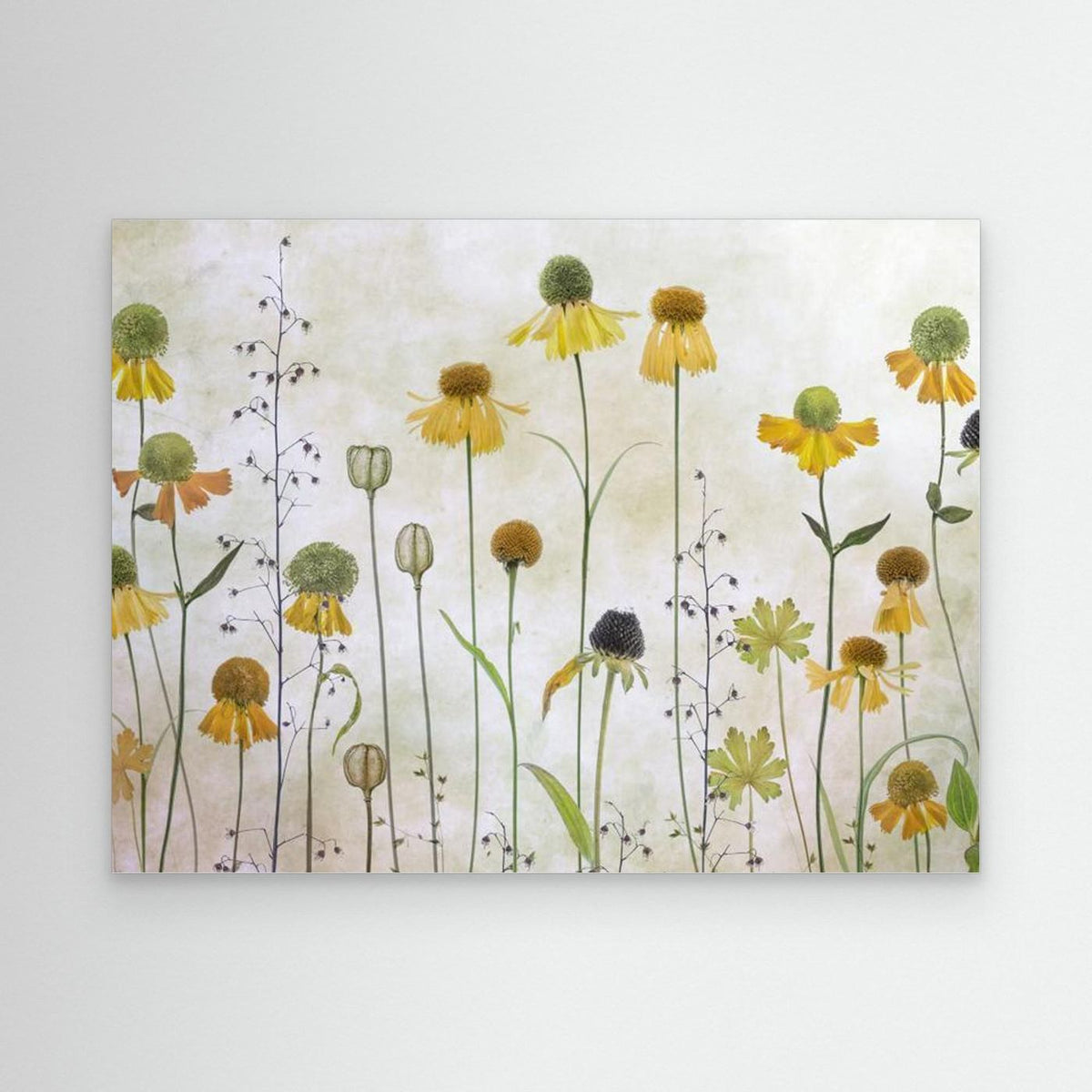 Helenium by Mandy Disher