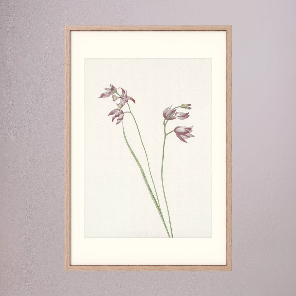Pink Wildflower Botanical Study Vintage Wall Art Print Oak Nature Freja