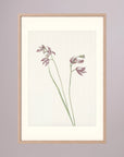 Pink Wildflower Botanical Study Vintage Wall Art Print Oak Nature Freja