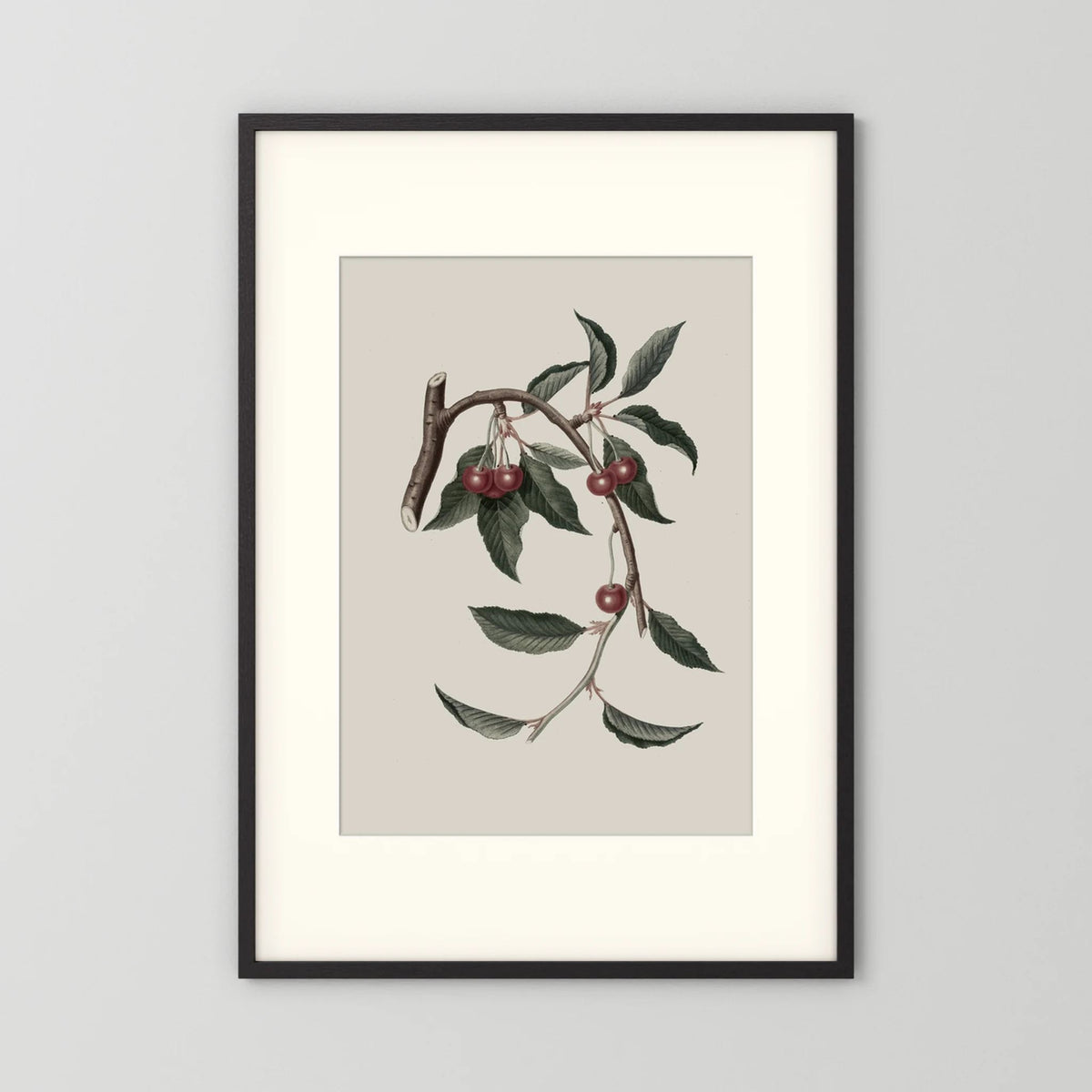 Vintage Cherry Botanical Art Print