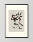Vintage Cherry Botanical Art Print