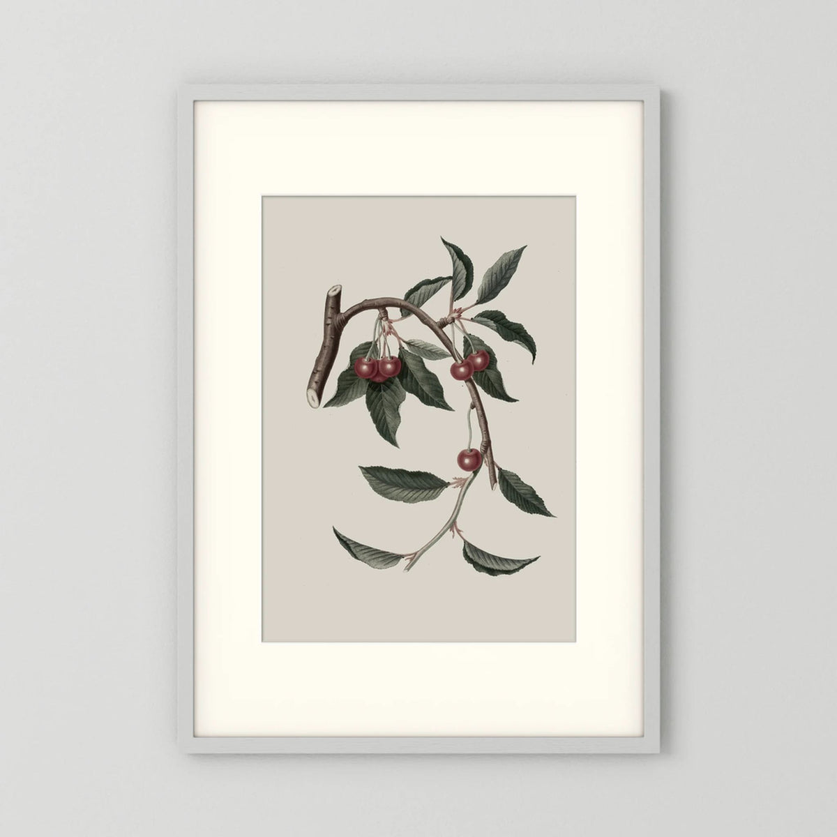 Vintage Cherry Botanical Art Print