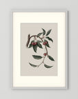 Vintage Cherry Botanical Art Print