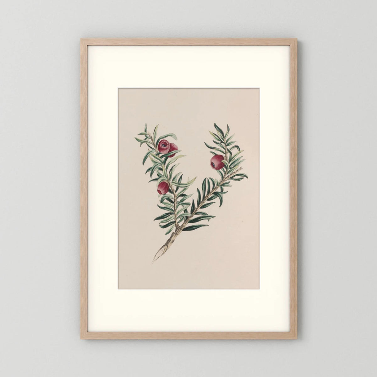 Vintage Red Berry Botanical Art Print