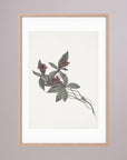 Pink Botanical Branch Study Vintage Wall Art Print Oak Nature White