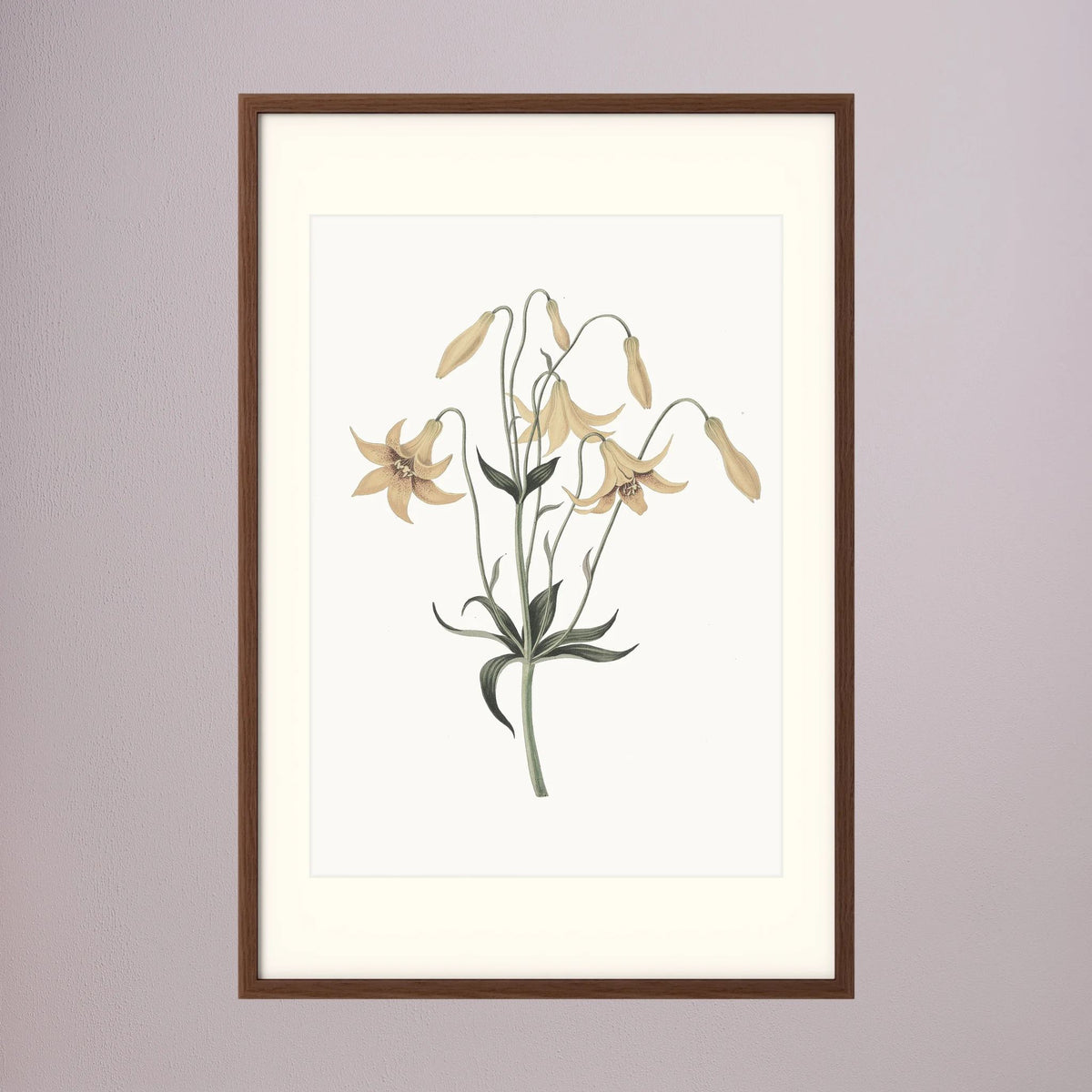 White Wildflower Botanical Study Vintage Wall Art Print Oak Dark Freja