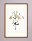 White Wildflower Botanical Study Vintage Wall Art Print Oak Dark Freja