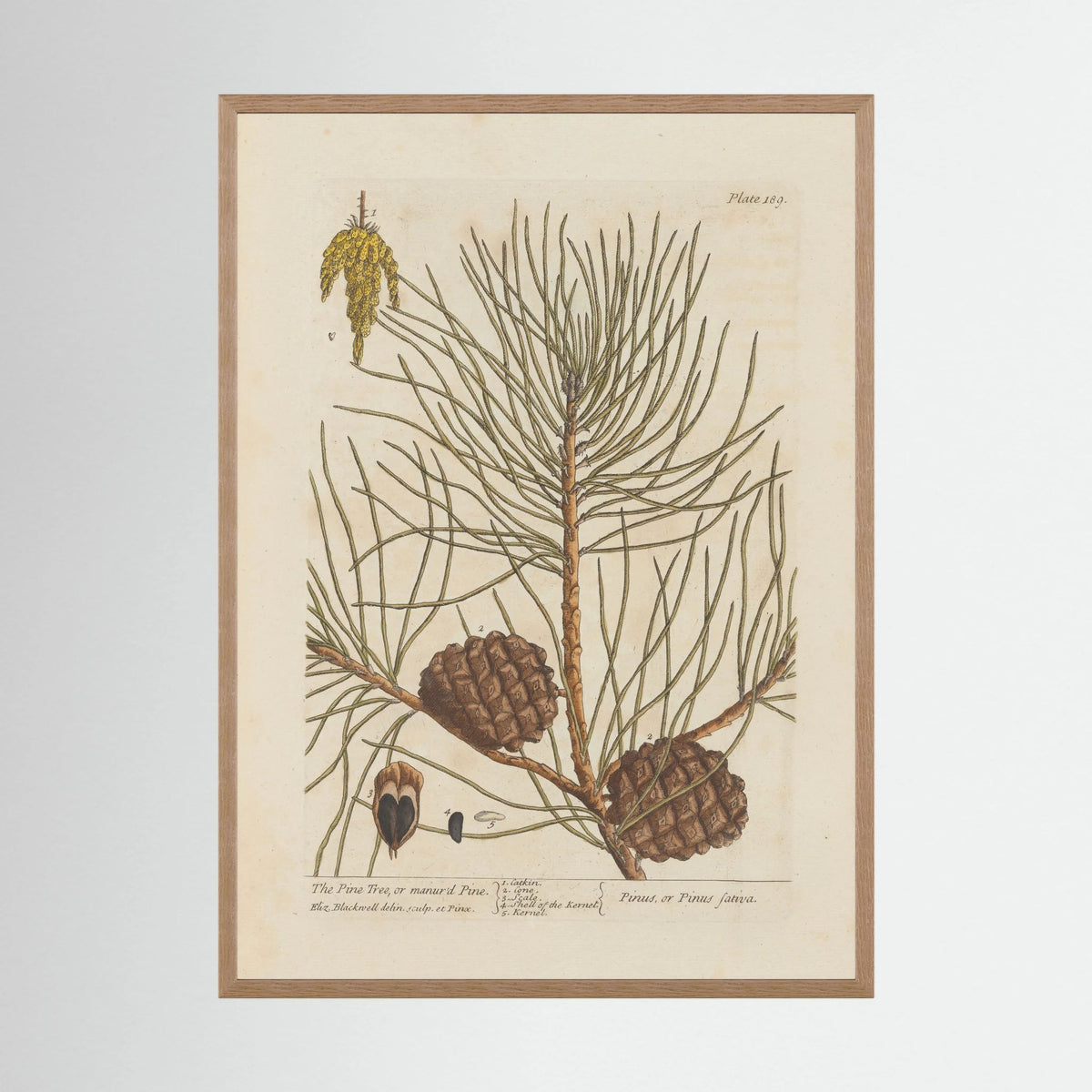 Vintage Pine Cone Botanical Art Print