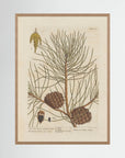 Vintage Pine Cone Botanical Art Print