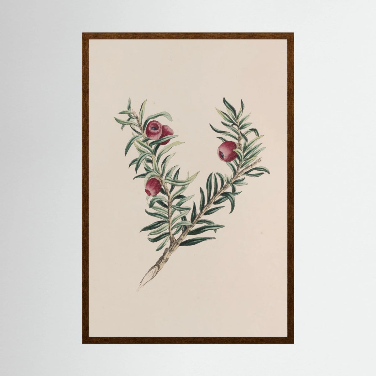 Vintage Red Berry Botanical Art Print