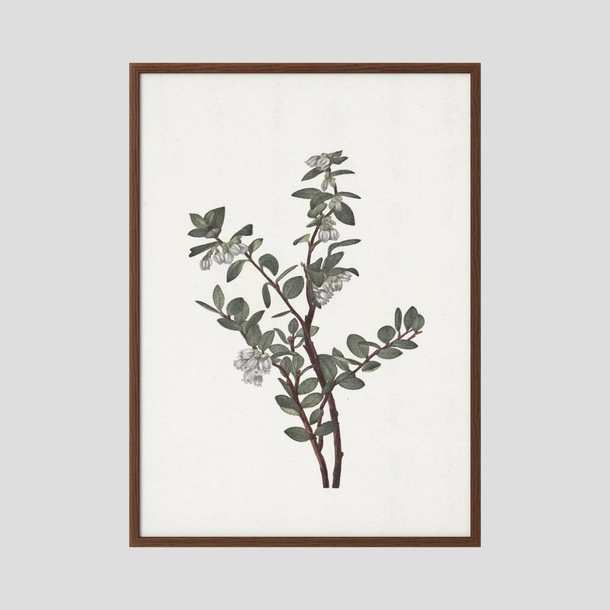 Green Berry Botanical Study Vintage Wall Art Print