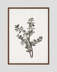 Green Berry Botanical Study Vintage Wall Art Print