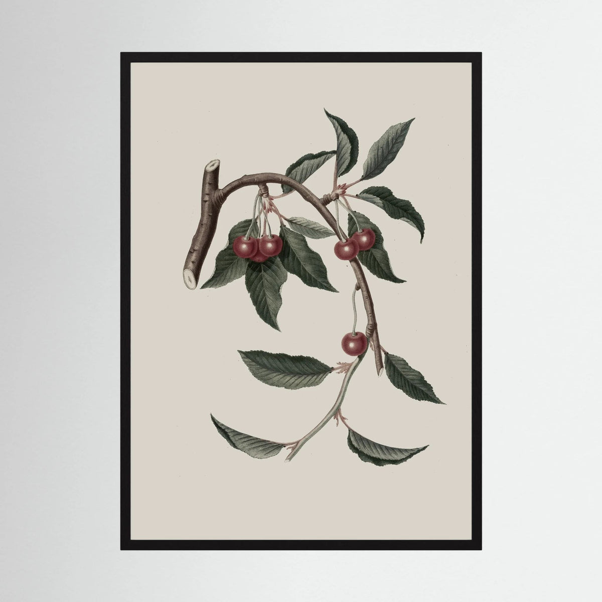 Vintage Cherry Botanical Art Print
