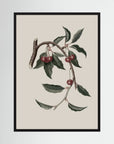 Vintage Cherry Botanical Art Print