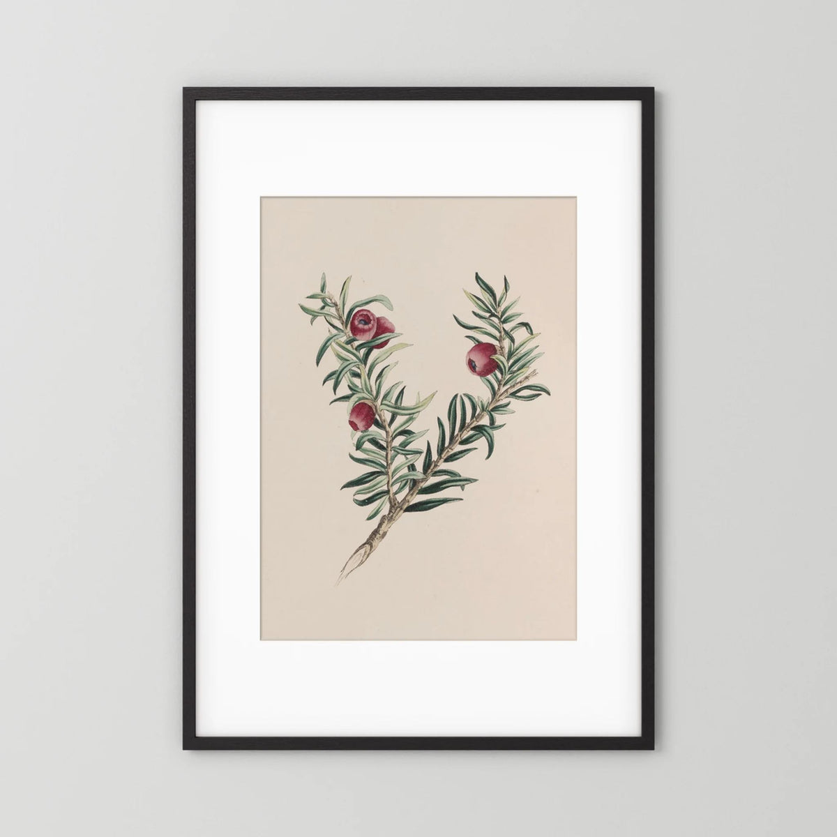 Vintage Red Berry Botanical Art Print