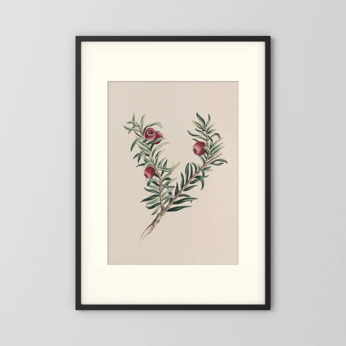 Vintage Red Berry Botanical Art Print