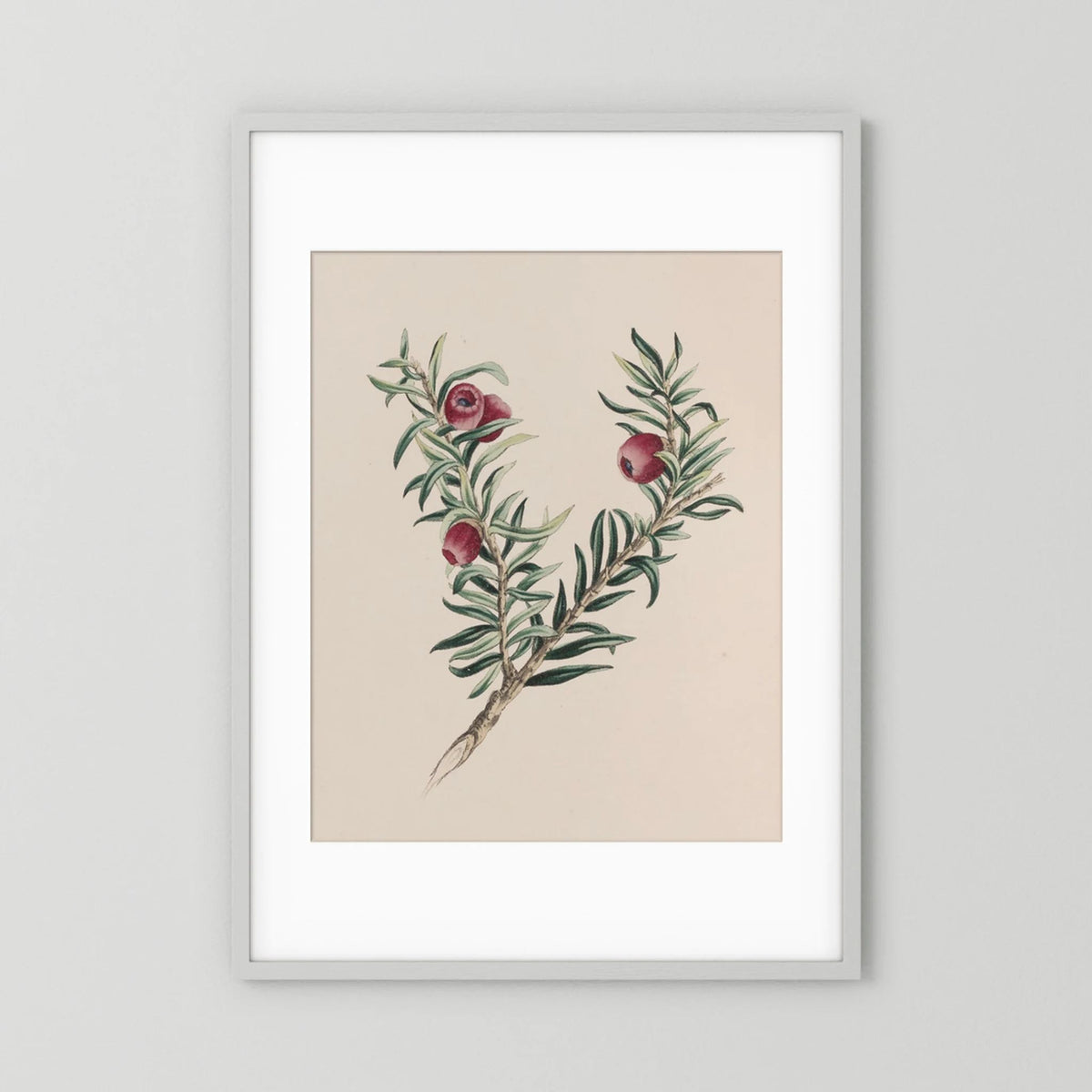 Vintage Red Berry Botanical Art Print