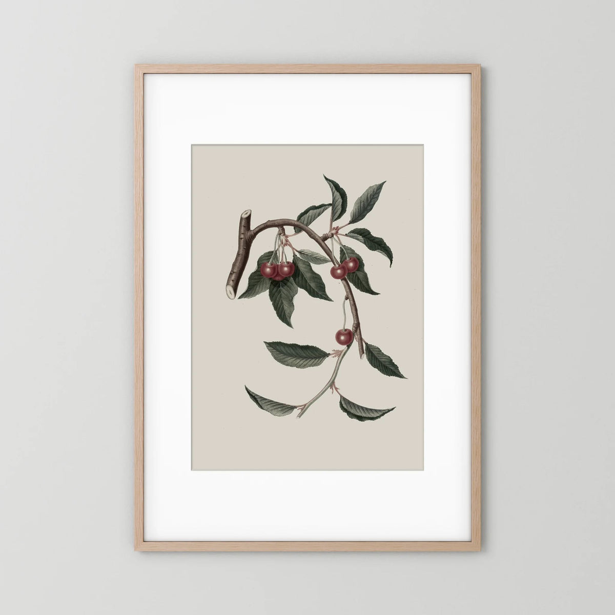 Vintage Cherry Botanical Art Print