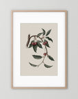 Vintage Cherry Botanical Art Print