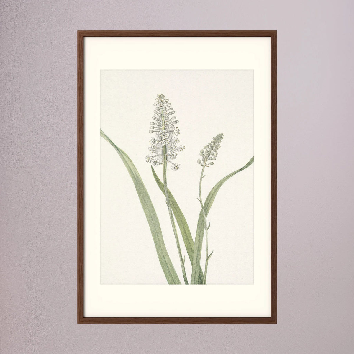 White Hyacinth Botanical Study Vintage Wall Art Print Oak Dark Freja