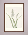 White Hyacinth Botanical Study Vintage Wall Art Print Oak Dark Freja