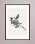 Pink Botanical Branch Study Vintage Wall Art Print Oak Dark White