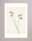 Pink Wildflower Botanical Study Vintage Wall Art Print No Frame Freja