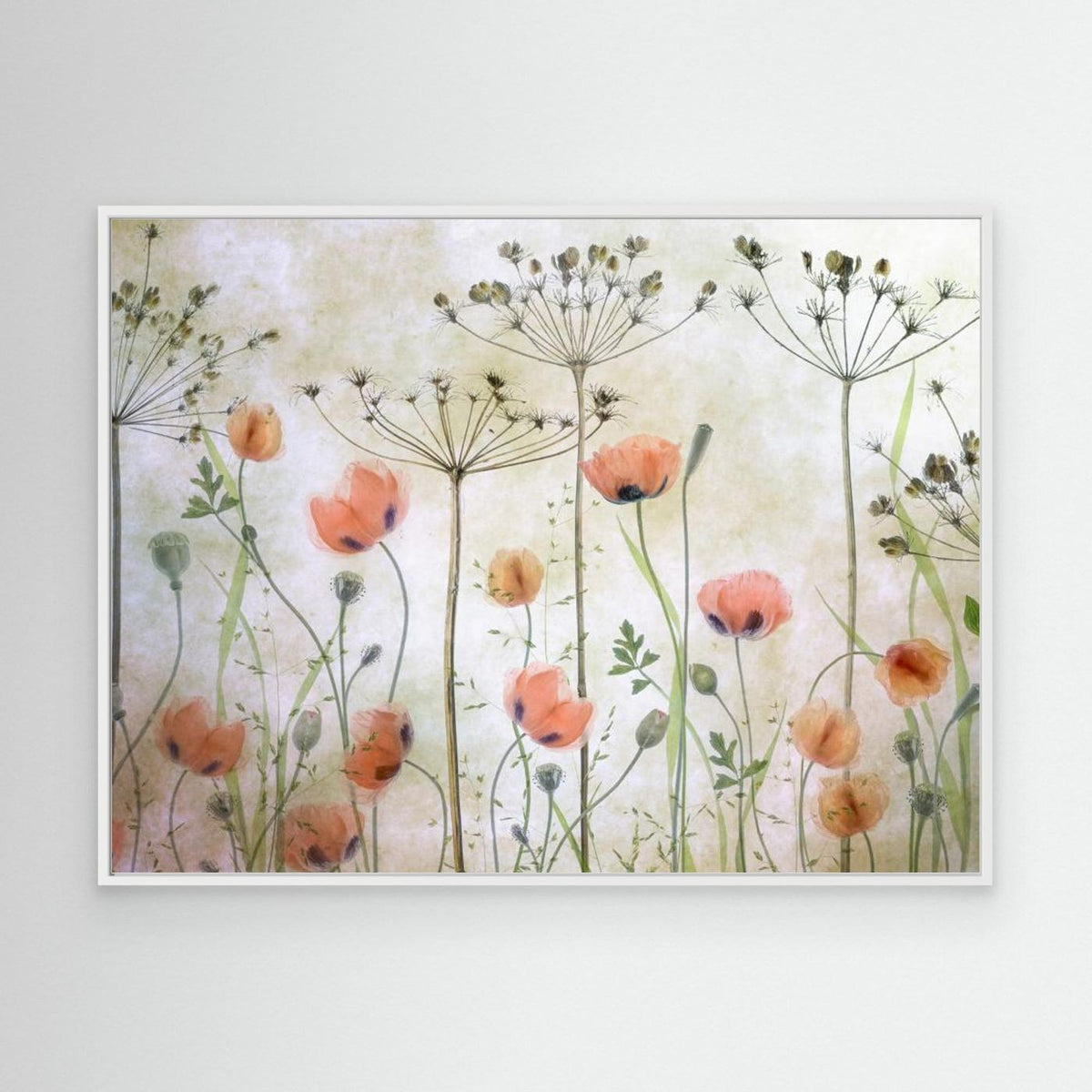 Poppy Meadow by Mandy Disher