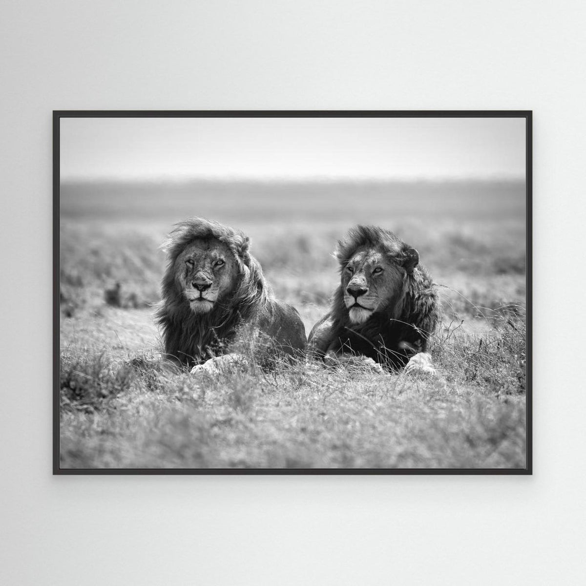 Two kings by Nicolás Merino