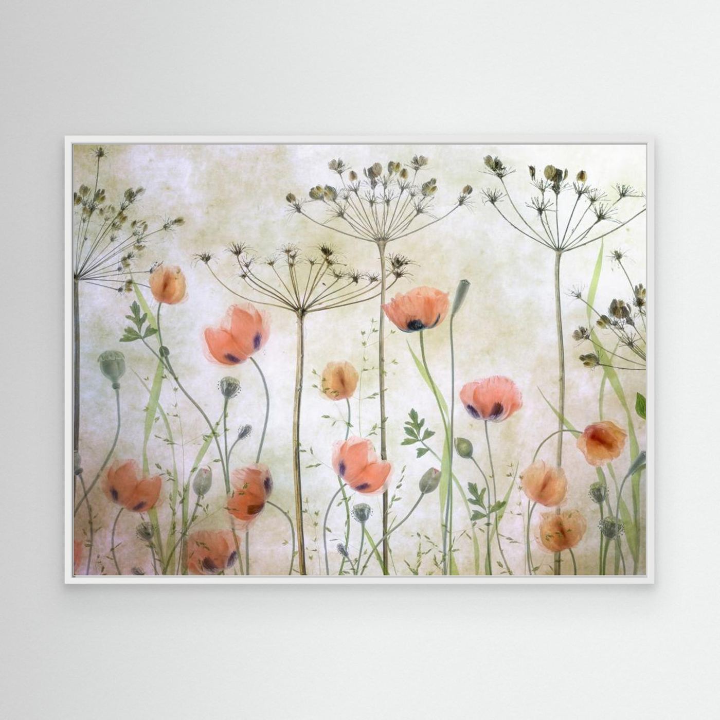 Poppy Meadow by Mandy Disher