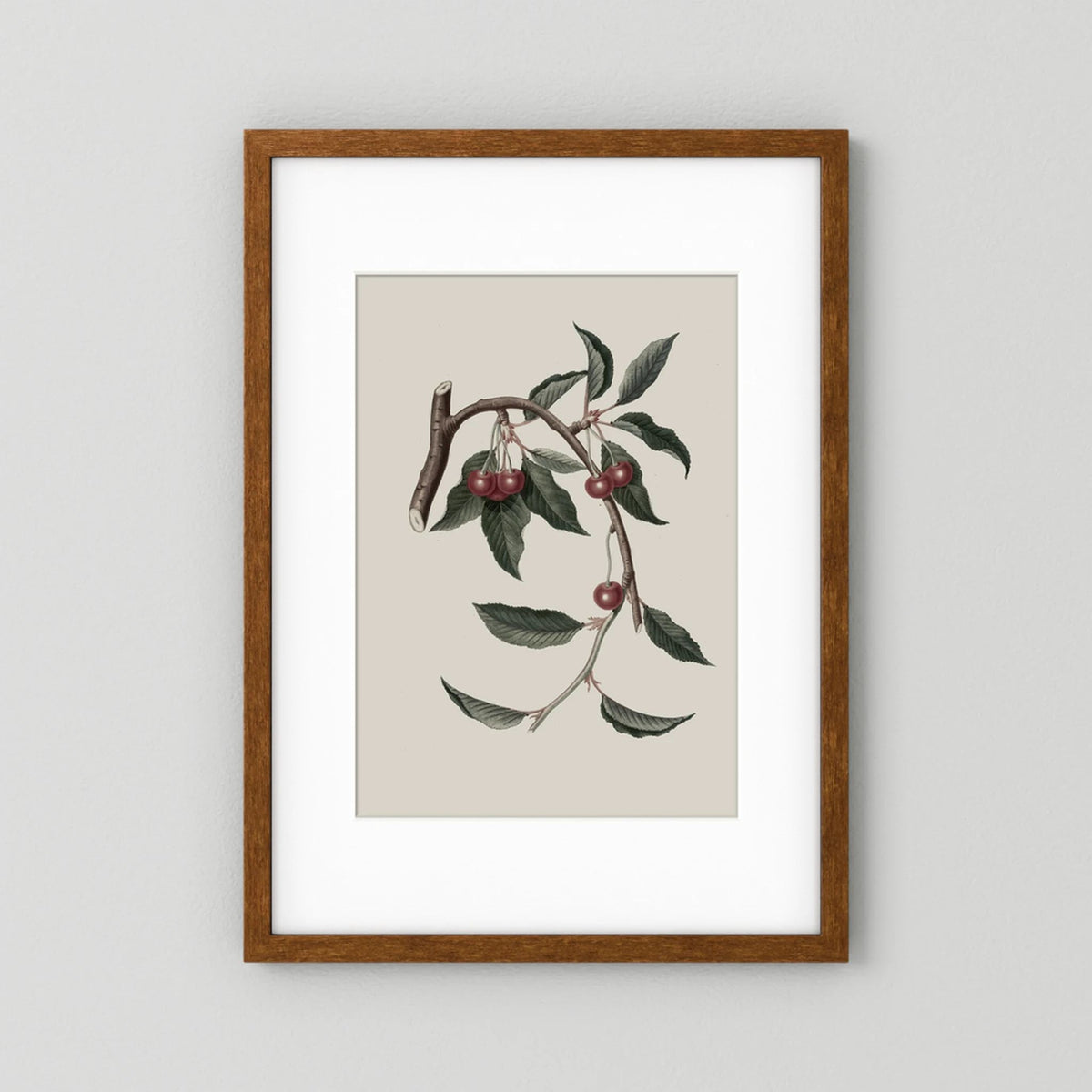Vintage Cherry Botanical Art Print