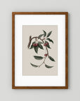 Vintage Cherry Botanical Art Print