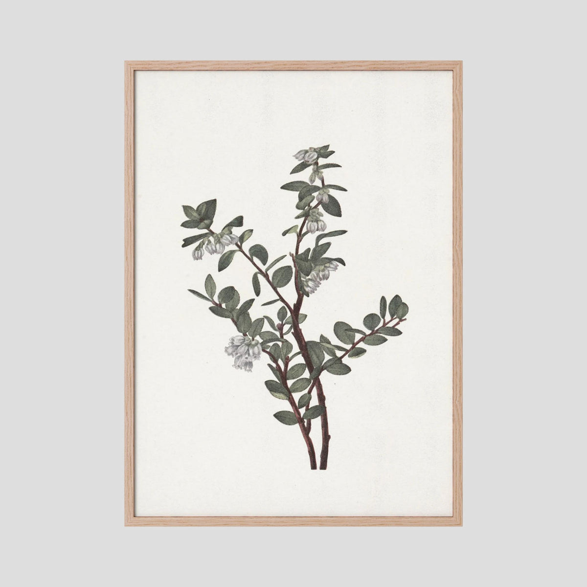 Green Berry Botanical Study Vintage Wall Art Print