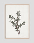 Green Berry Botanical Study Vintage Wall Art Print